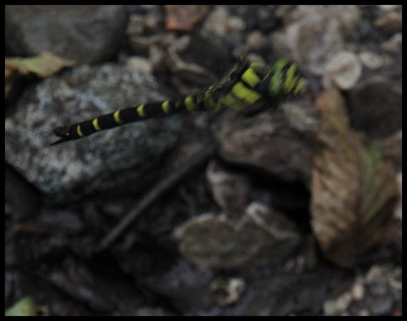 Corduligaster... boltoni?